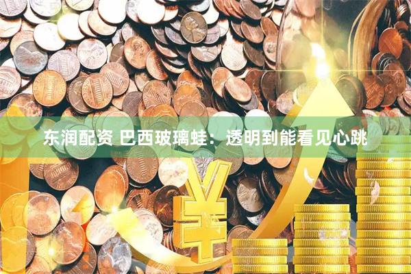 东润配资 巴西玻璃蛙：透明到能看见心跳